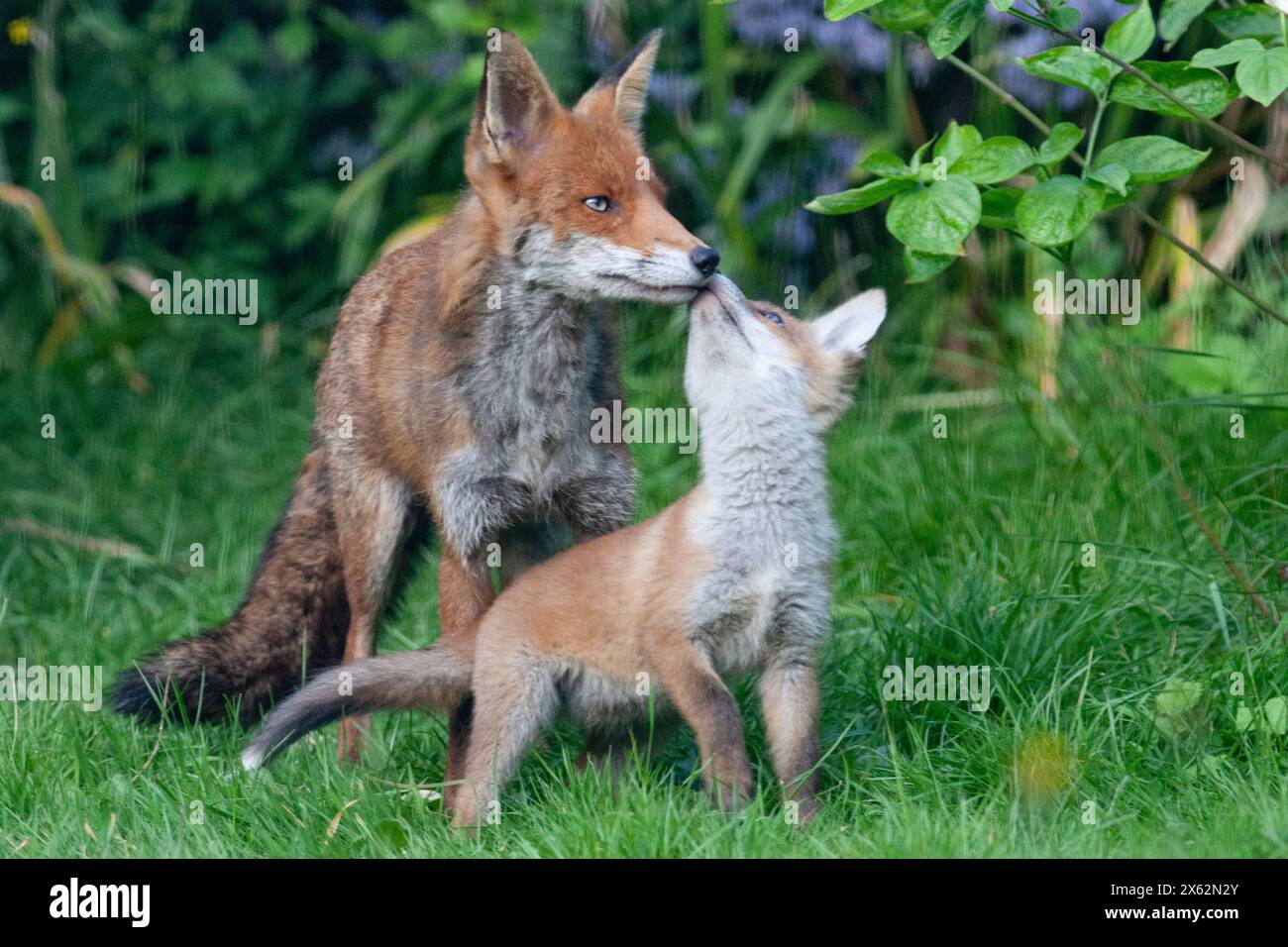 UK weather, 11 May: In a south London garden a family of foxes relax and play during the warm weather. There are five cubs in the litter. Credit: Anna Watson/Alamy Live News Stock Photo