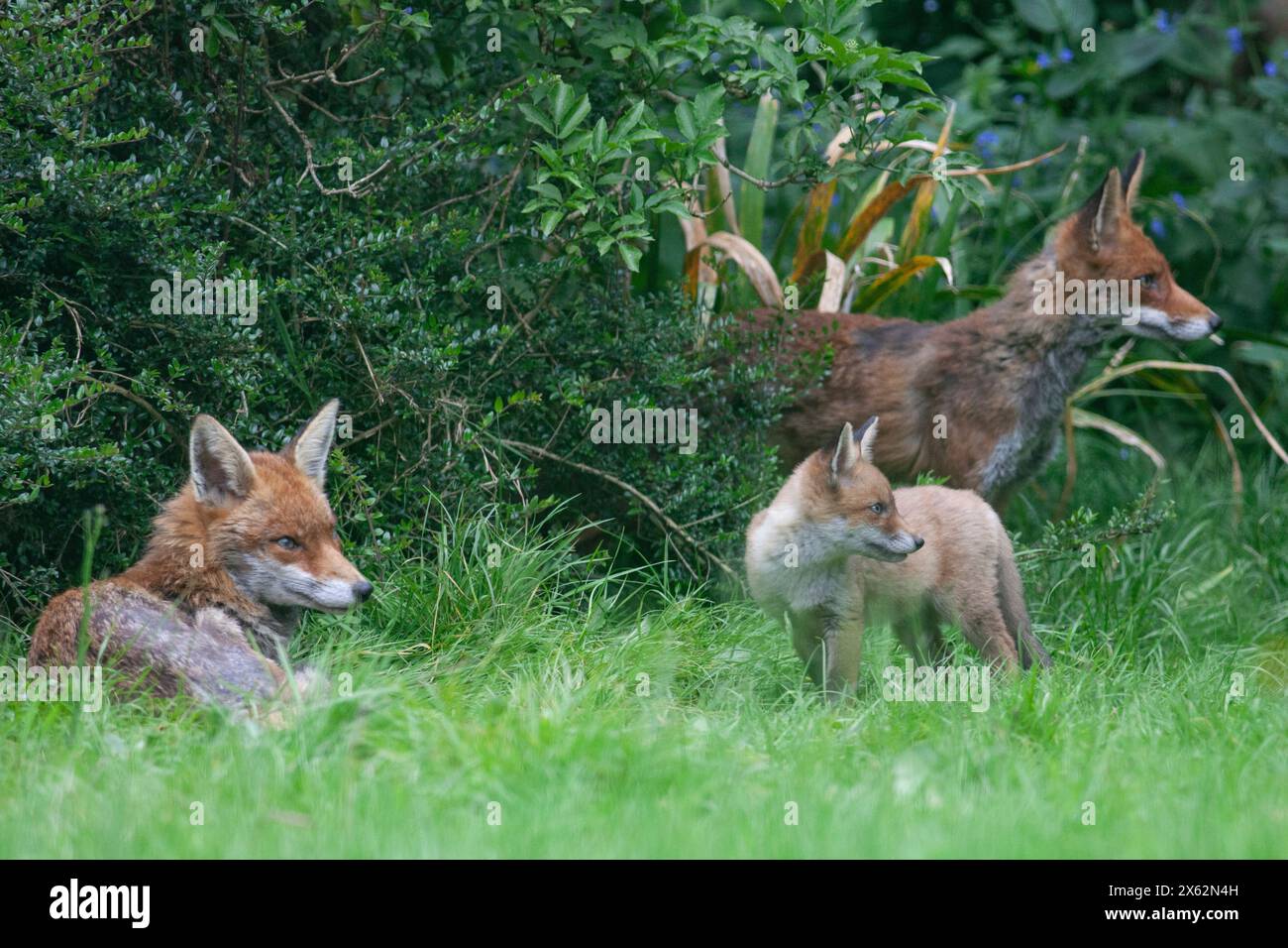 Foxes garden uk group hi-res stock photography and images - Alamy
