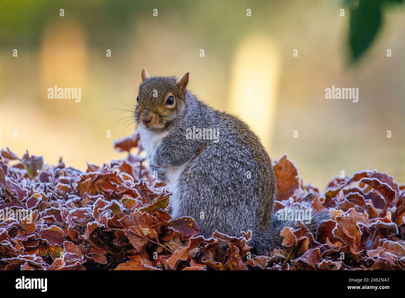 Grey squirrel Sciurus carolinensis on a frosty icey Beech hedge during Winter Stock Photo