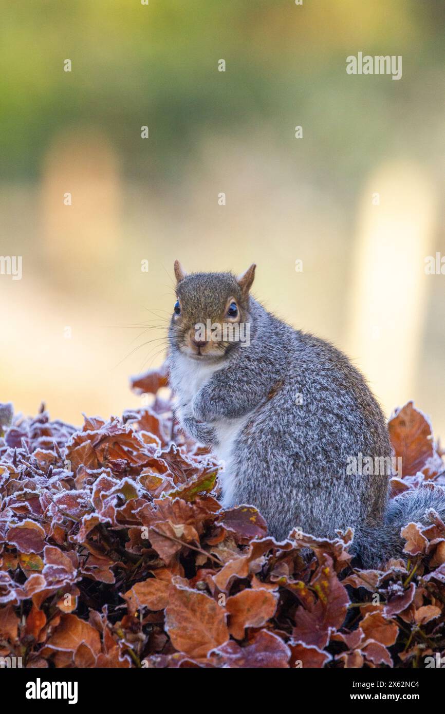 Grey squirrel Sciurus carolinensis on a frosty icey Beech hedge during Winter Stock Photo