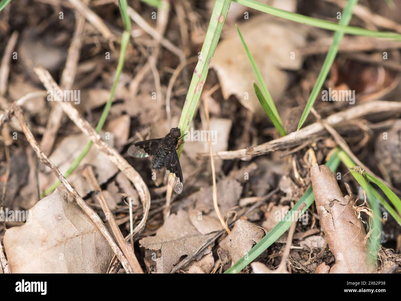 Perched Black Banded Bee-fly (Hemipenthes morio) in Turkiye Stock Photo