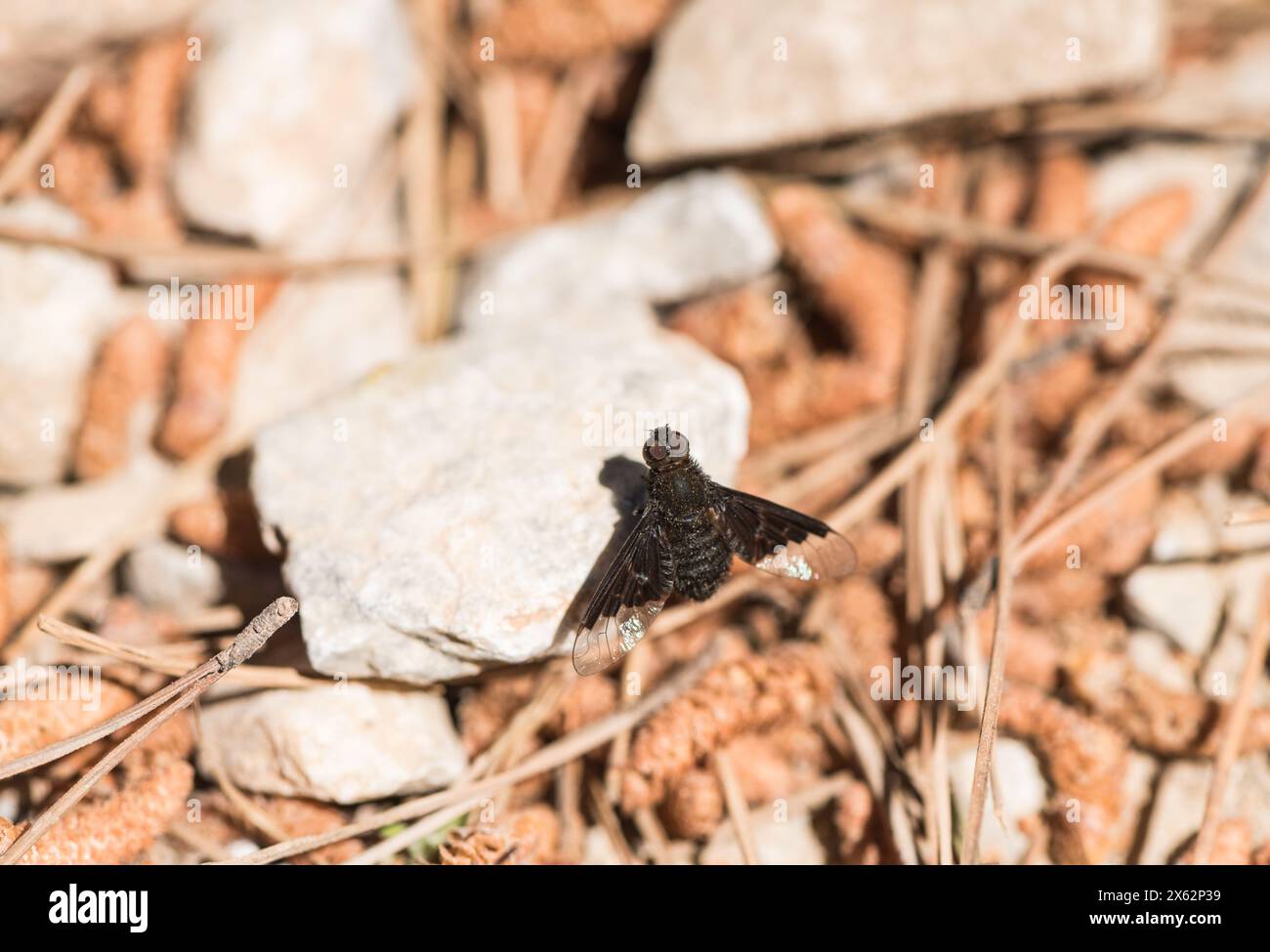 Perched Black Banded Bee-fly (Hemipenthes morio) in Turkiye Stock Photo