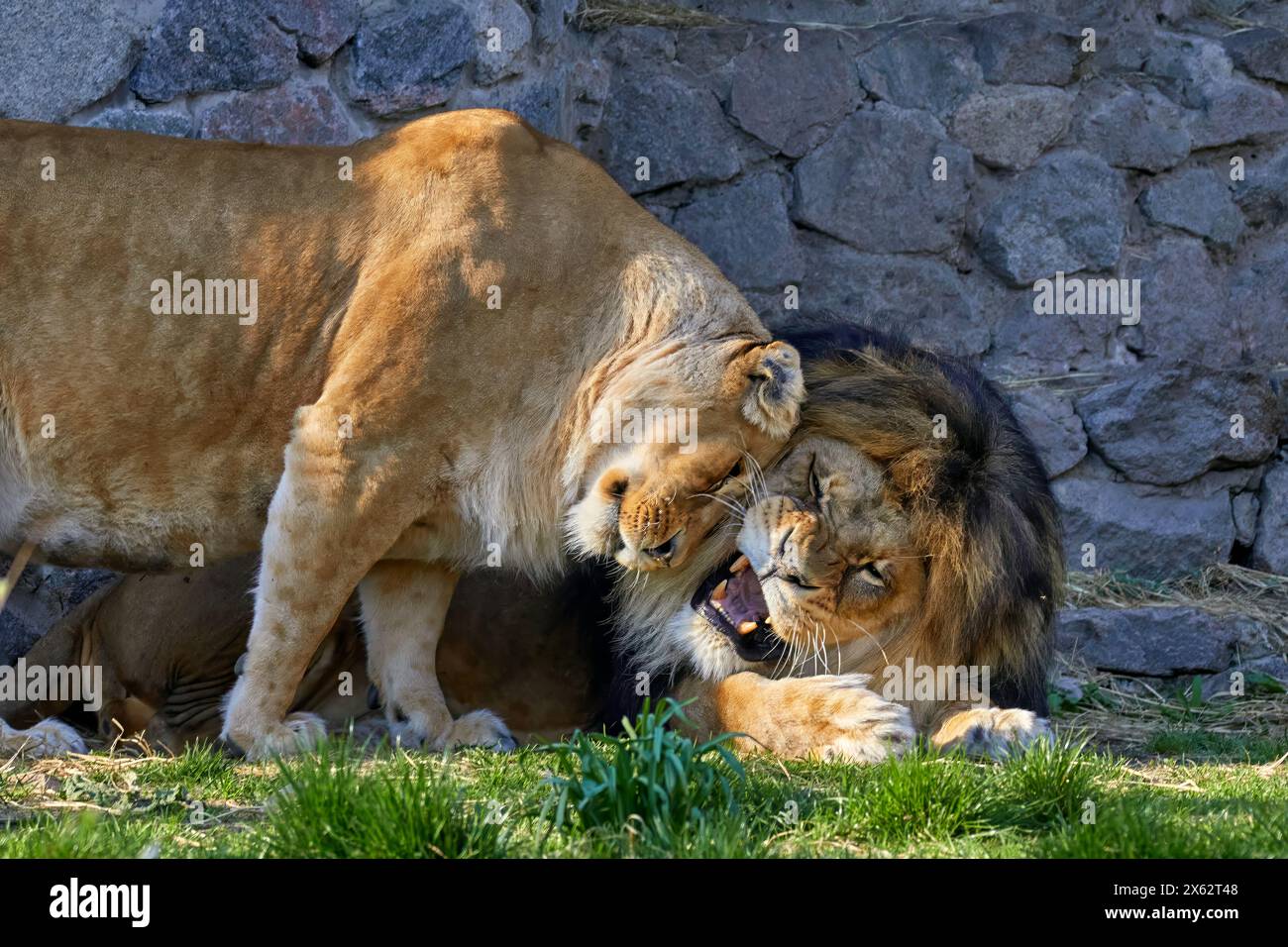 Image of predatory animals lion and lioness in the zoo enclosure Stock Photo