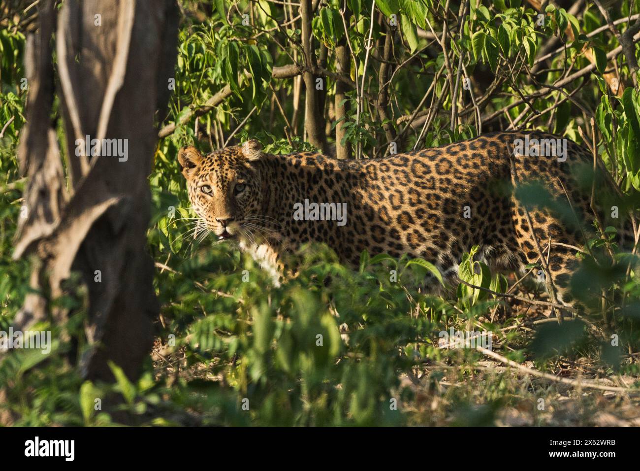 Indian wildlife tourism Stock Photo