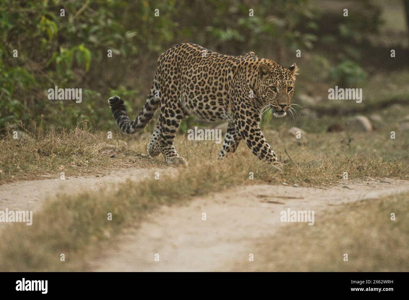 Indian wildlife tourism Stock Photo