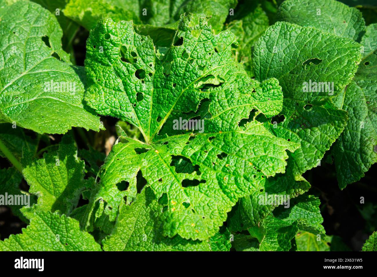 Holes in Hollyhock Leaves due to Insects Stock Photo