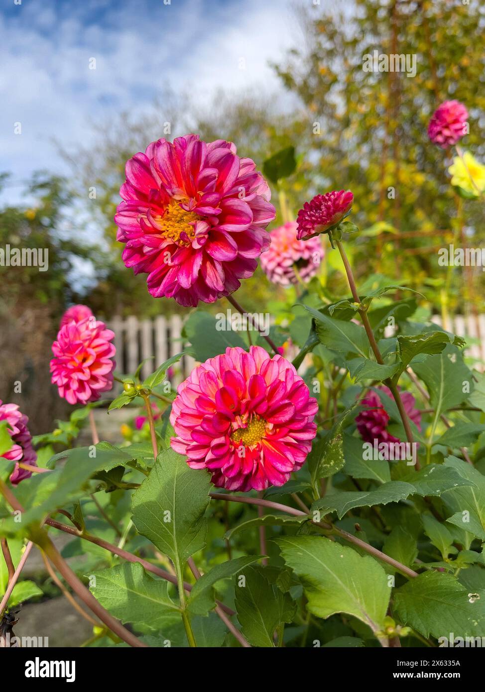 Dark pink pompon dahlias growing in an allotment in York. UK Stock Photo