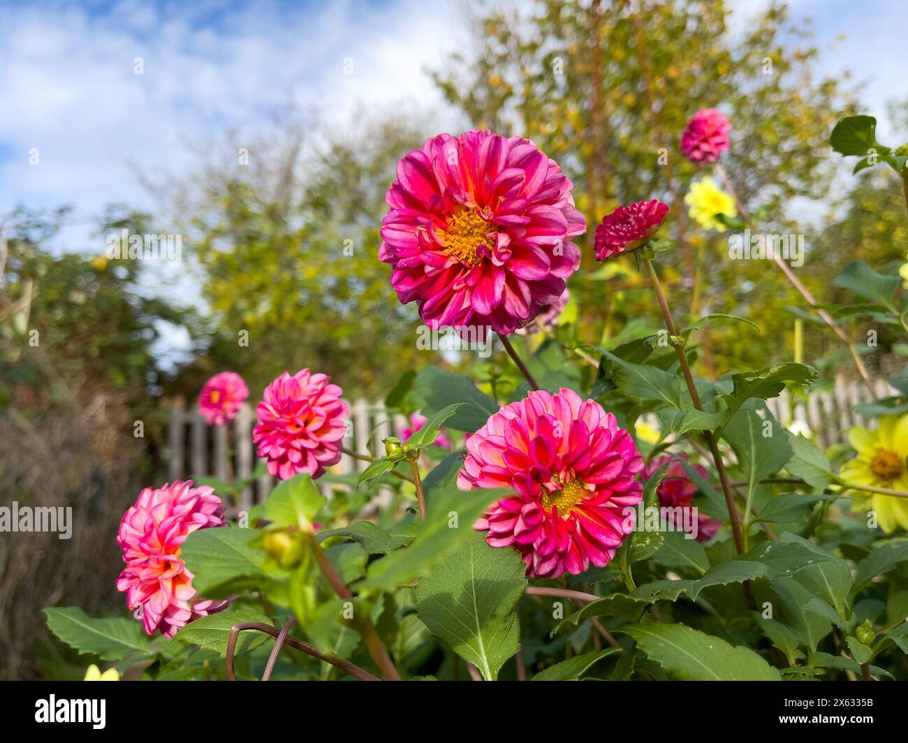 Dark pink pompon dahlias growing in an allotment in York. UK Stock Photo