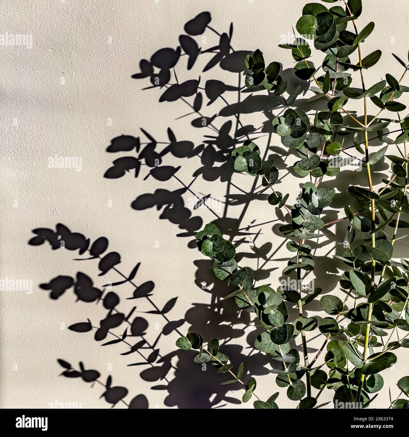 Eucalyptus tree casting shadows against a white wall in strong sunlight. Stock Photo