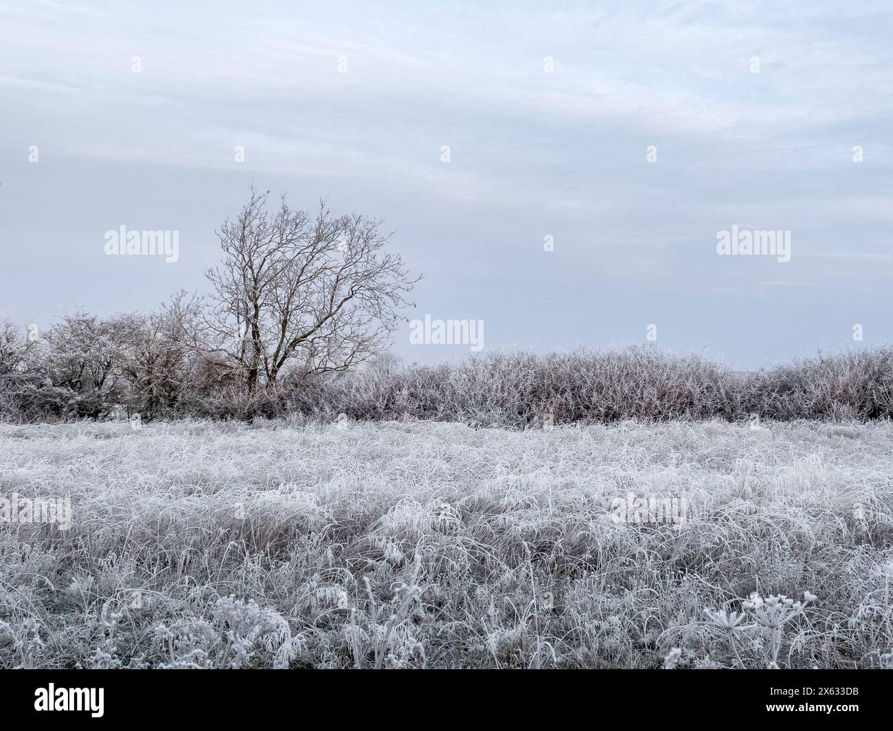 A frost-covered field in winter. UK Stock Photo