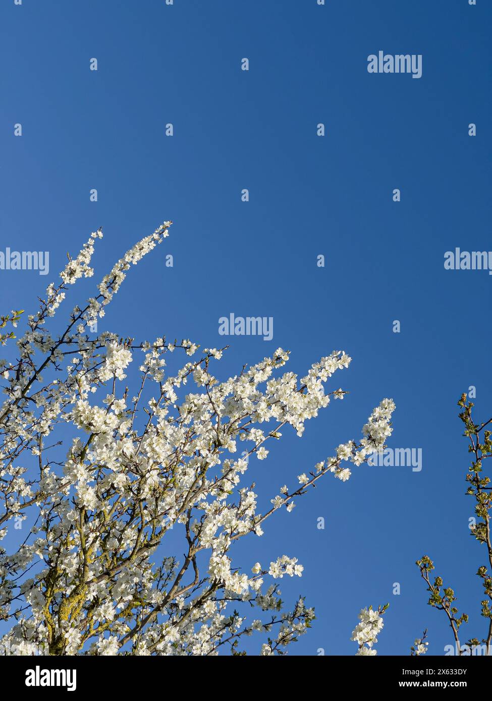 White blossom on a crab apple tree seen against a blue sky. Stock Photo