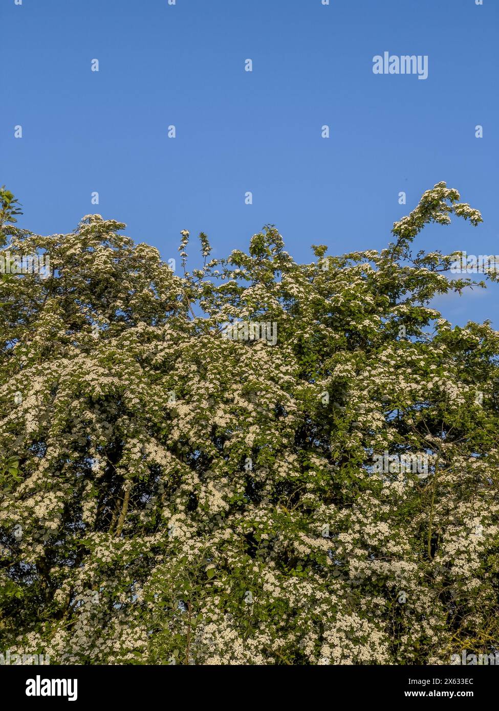 White Hawthorn blossom seen against a blue sky Stock Photo