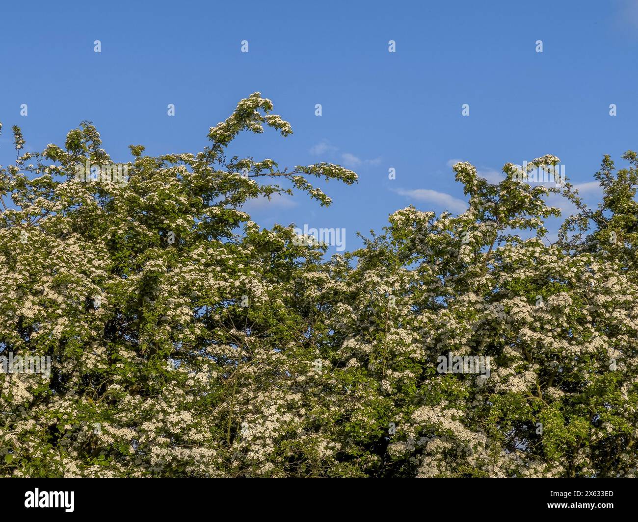 White Hawthorn blossom seen against a blue sky Stock Photo
