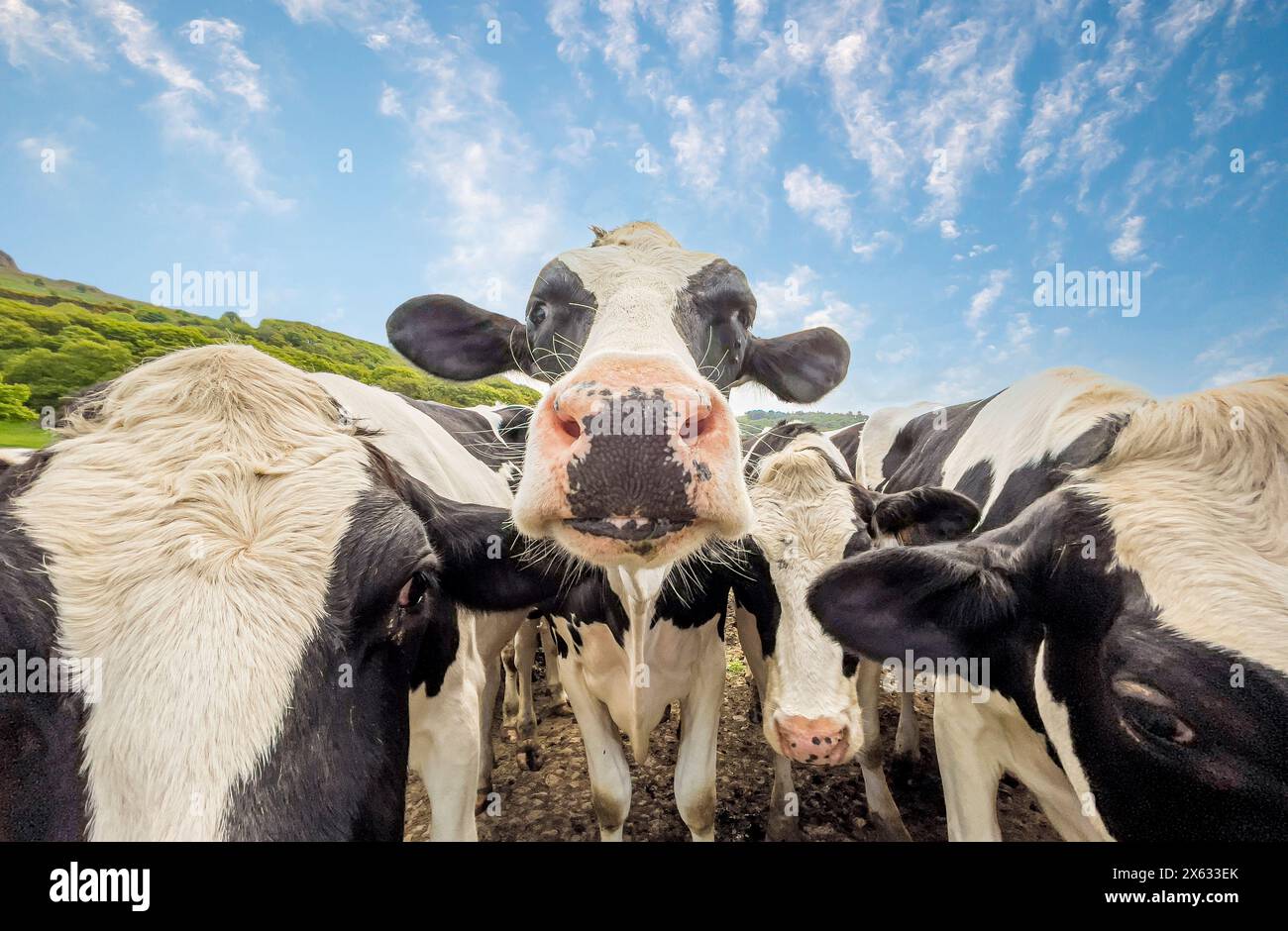 Wide-angle shot of curious black and white cows looking directly into the camera, seen against a blue sky. Stock Photo
