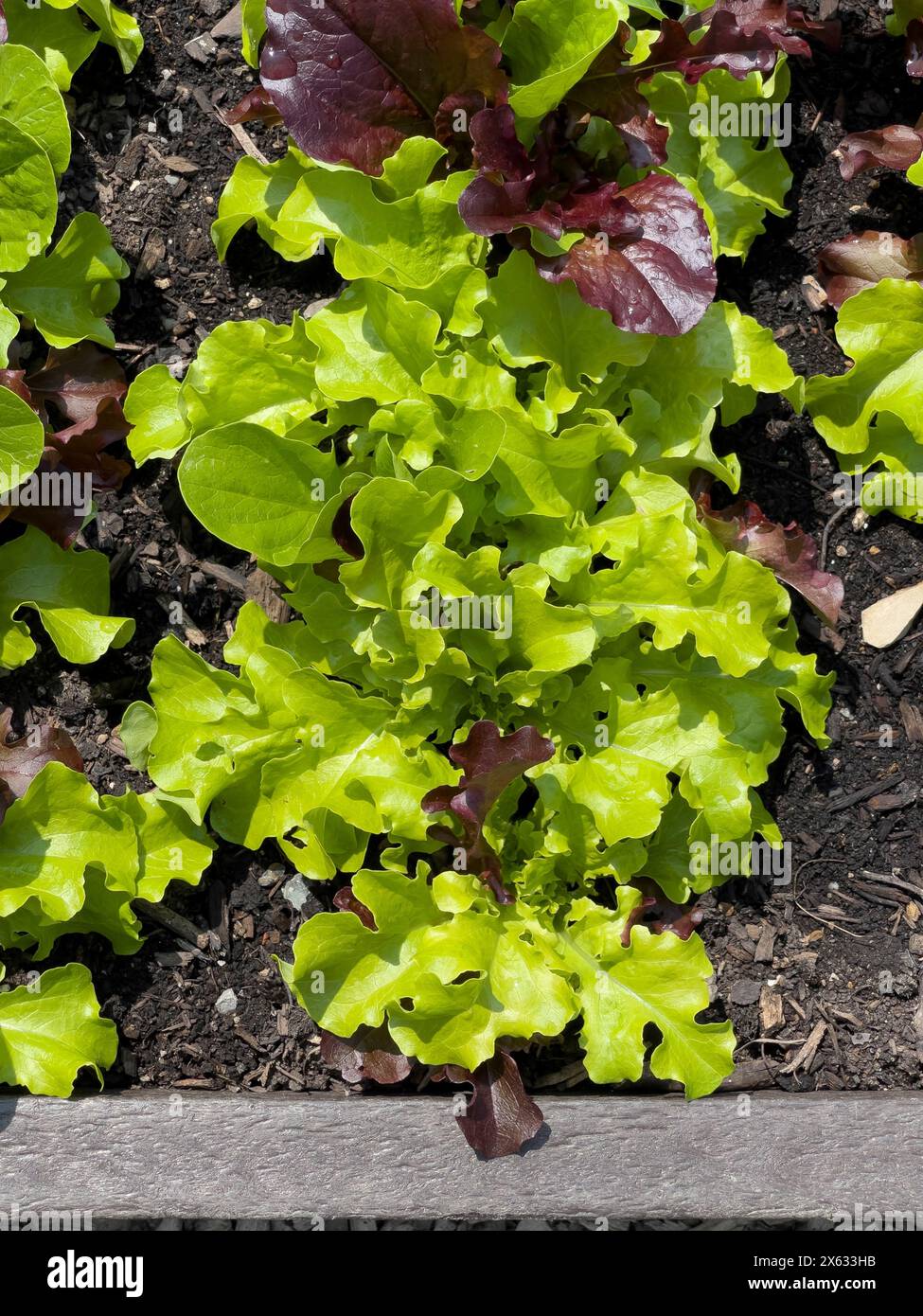 'All Star gourmet' salad leaves lettuce growing in a UK allotment. Stock Photo