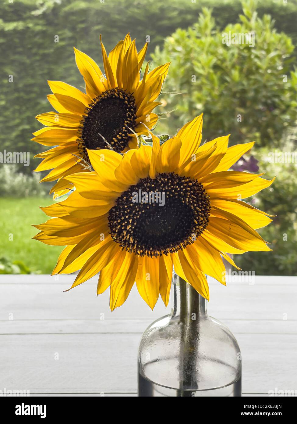 Two backlit yellow sunflowers in a clear glass bottle Stock Photo