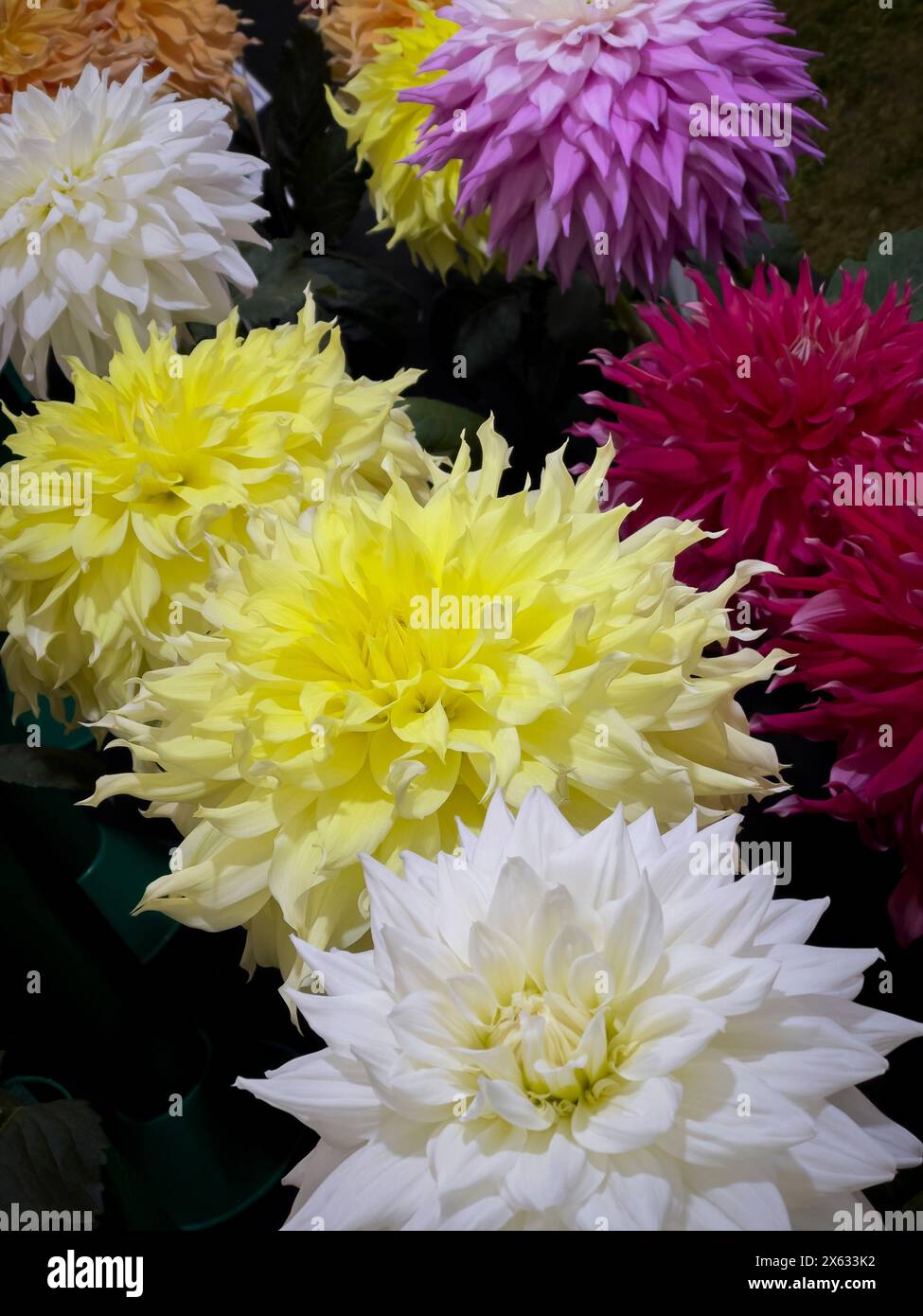 Schne Dahlia The Flower Bild