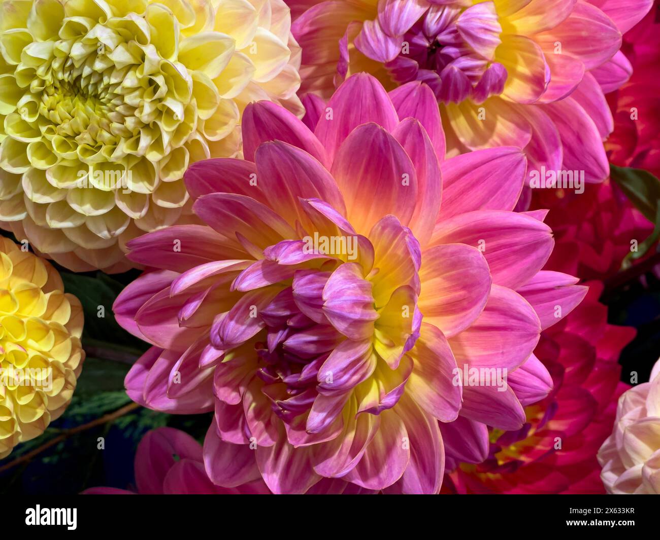 Close up dahlias hi-res stock photography and images - Alamy