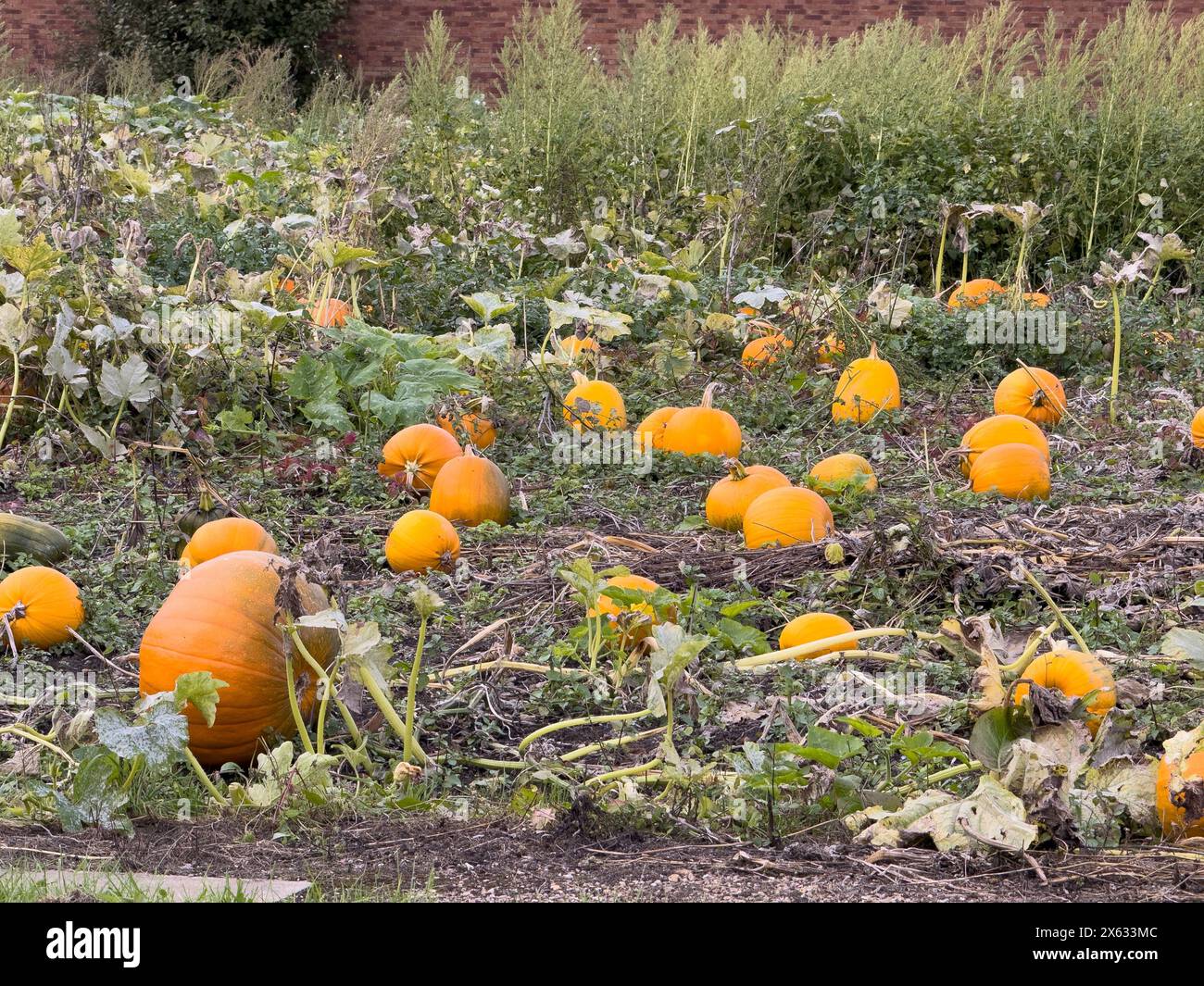 Pumpkins growing in a UK field. Stock Photo