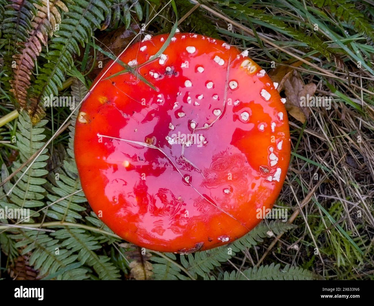Amanita muscaria, commonly known as the fly agaric or fly amanita growing in a patch of grass. Stock Photo