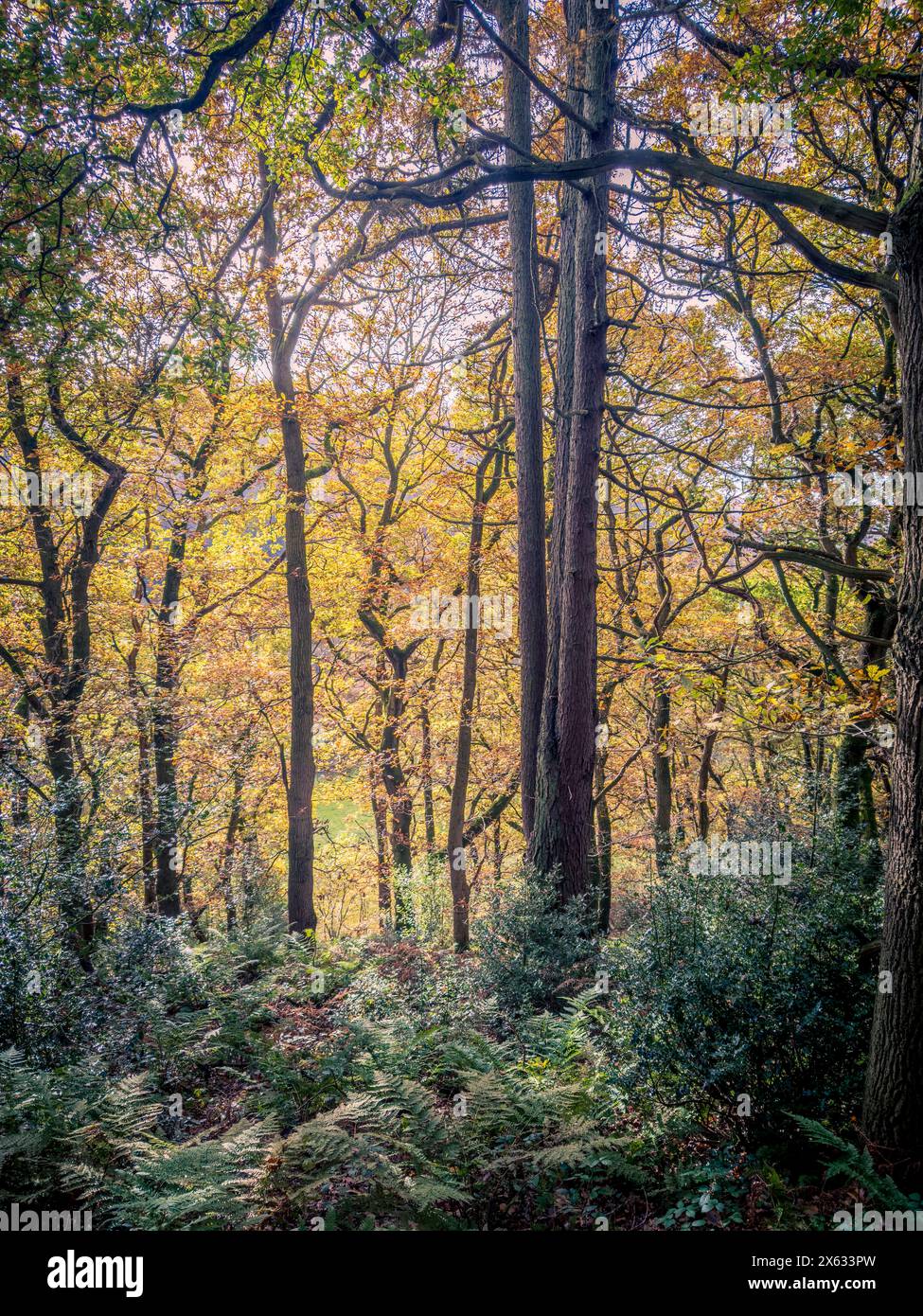 Slender trunks for trees growing towards the light in Dalby Forest, North Yorkshire, UK Stock Photo