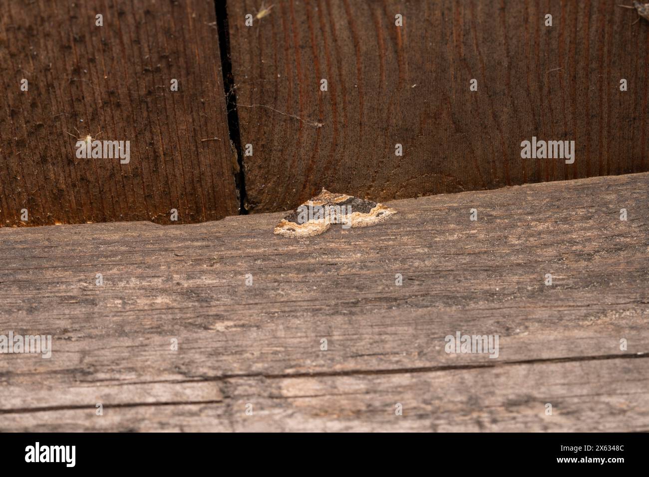Xanthorhoe ferrugata Family Geometridae Genus Xanthorhoe Darkbarred