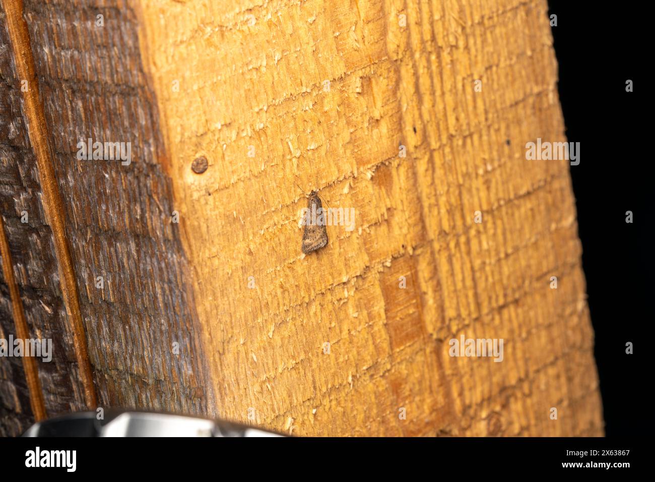 Pyrausta despicata Family Crambidae Genus Pyrausta Straw-barred pearl moth wild nature insect wallpaper, picture, photography Stock Photo