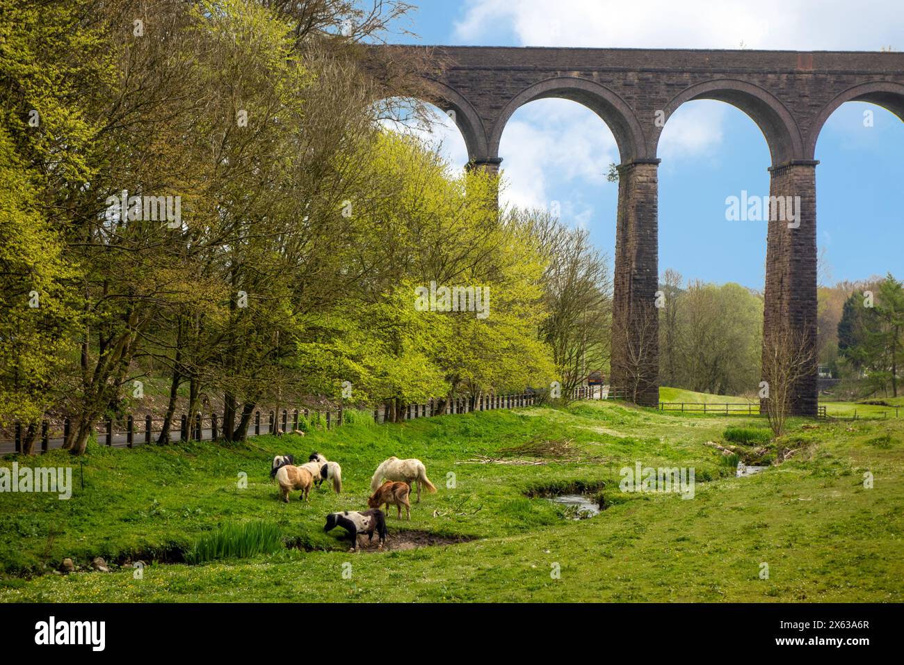 Ponies grazing on farmland meadows delow Dukes Drive Viaduct in the Derbyshire Peak district town of Buxton Stock Photo
