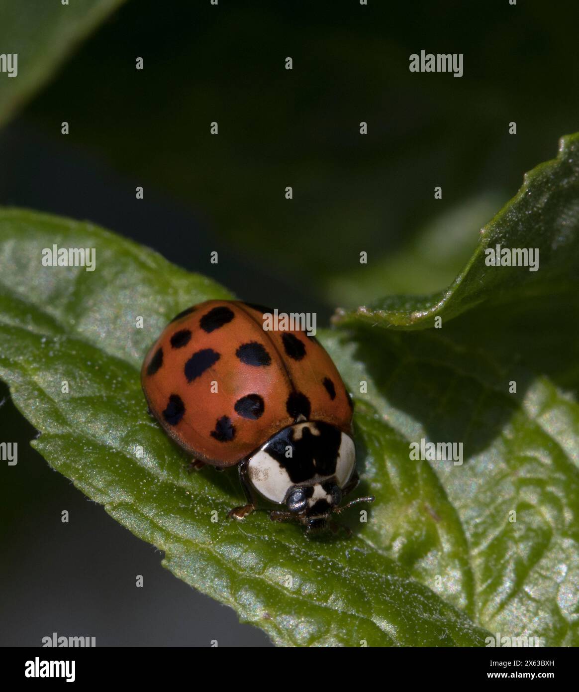 10 spot Ladybird Stock Photo - Alamy