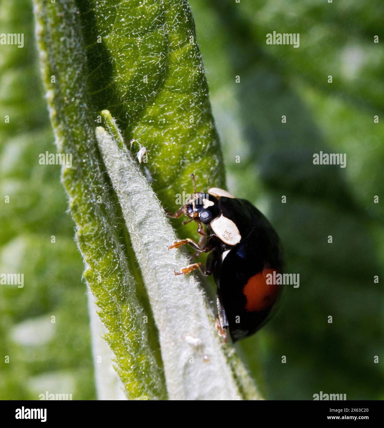 10-spot-ladybug-hi-res-stock-photography-and-images-alamy