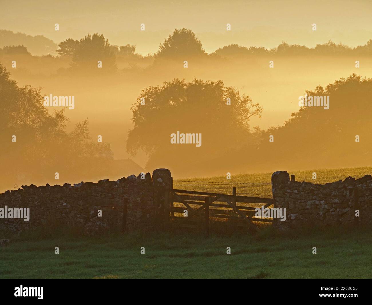 trees emerge from early morning cloud inversion filling valley with ...