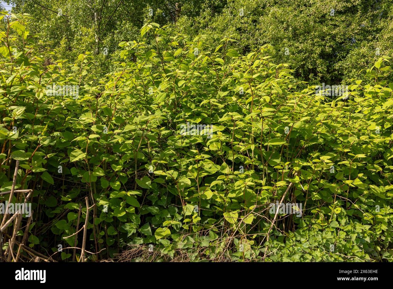 Japanese knotweed Reynoutria japonica  is an invasive non-native species of plant Stock Photo
