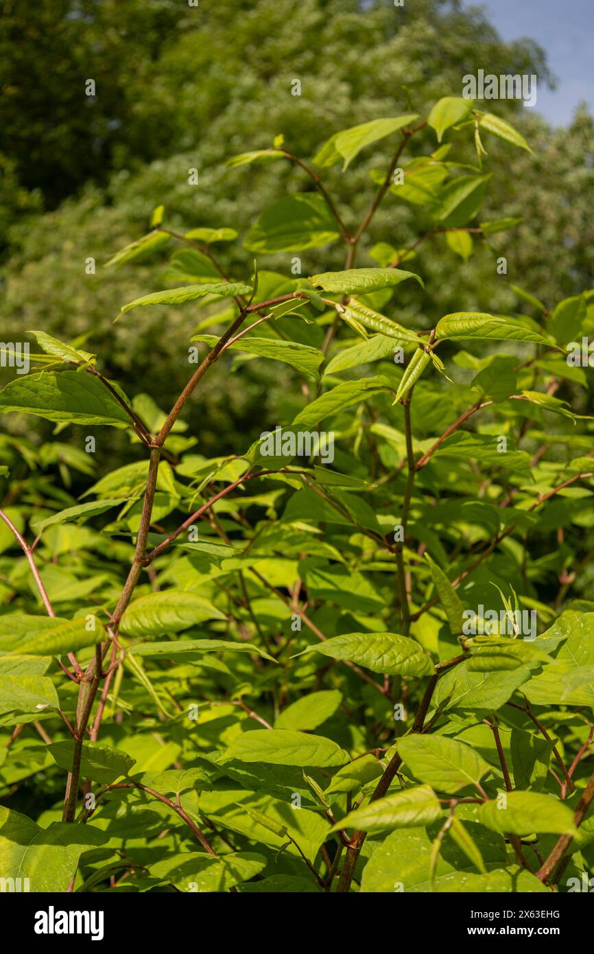 Japanese knotweed Reynoutria japonica  is an invasive non-native species of plant Stock Photo