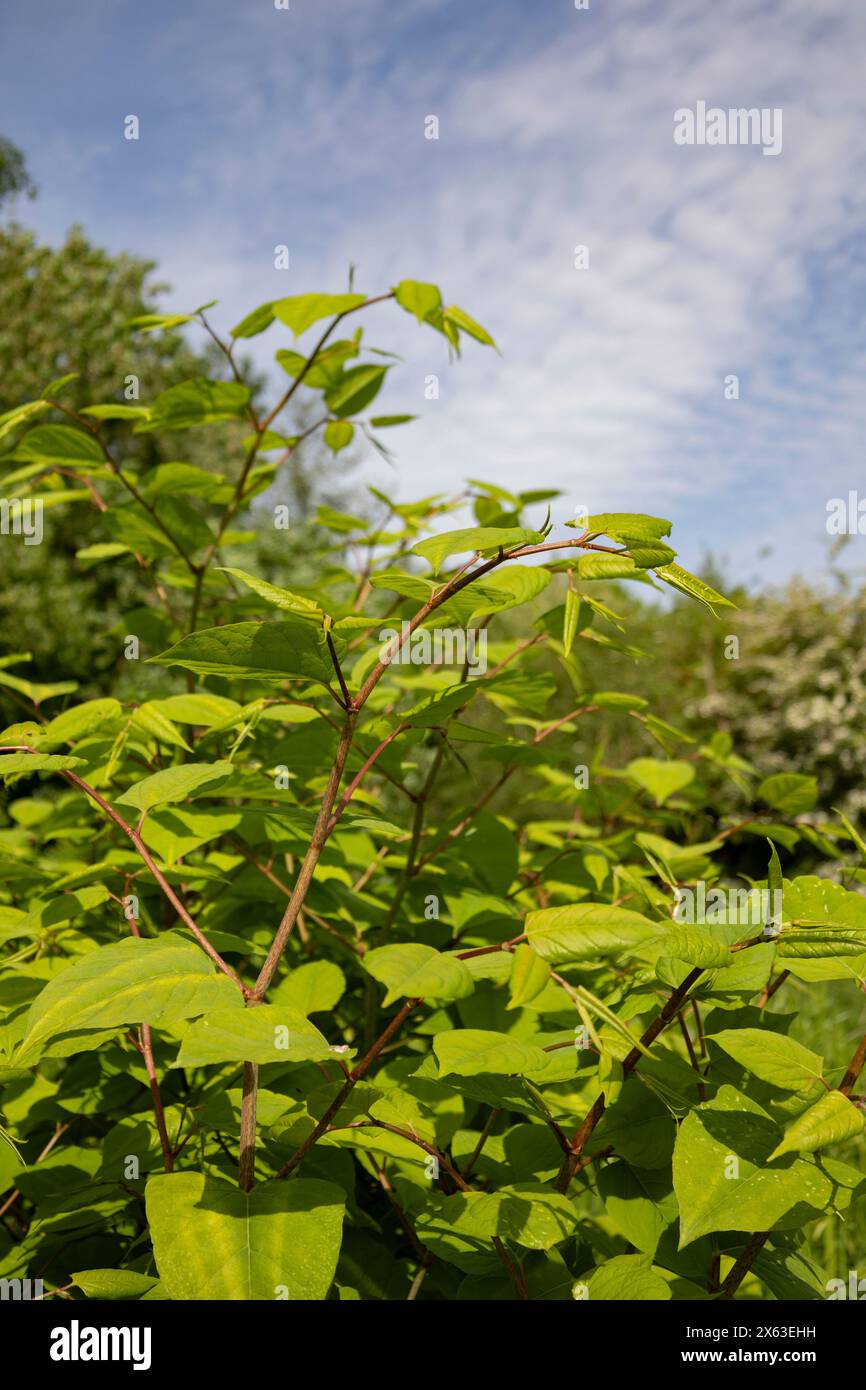 Japanese knotweed Reynoutria japonica is an invasive non-native species ...