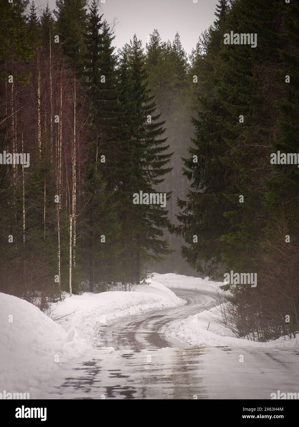 Winding road through the forest with snow. Fog in the back Stock Photo ...