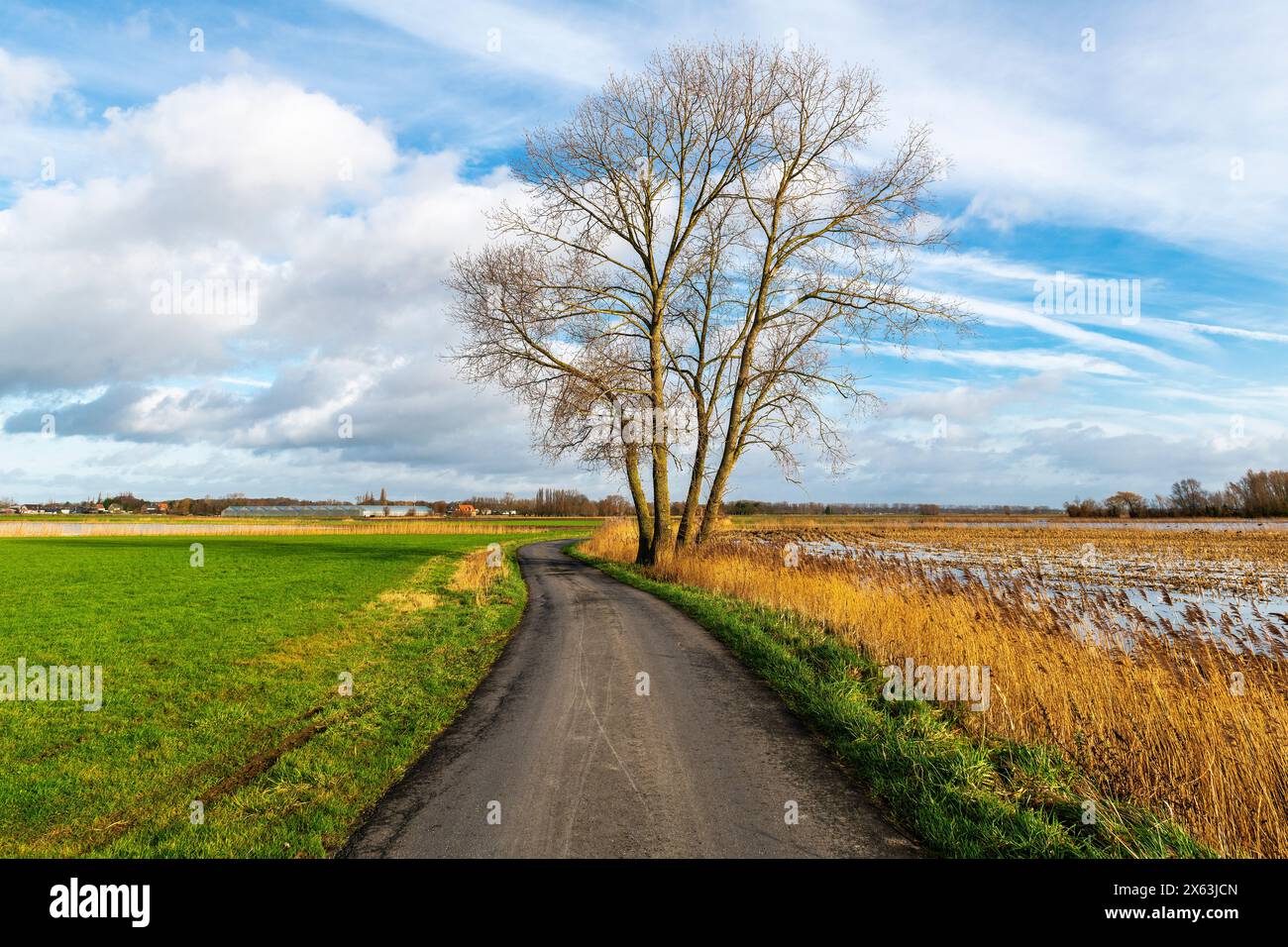 Country road with lonely tree in Gistel, West Flanders, Belgium. Stock Photo