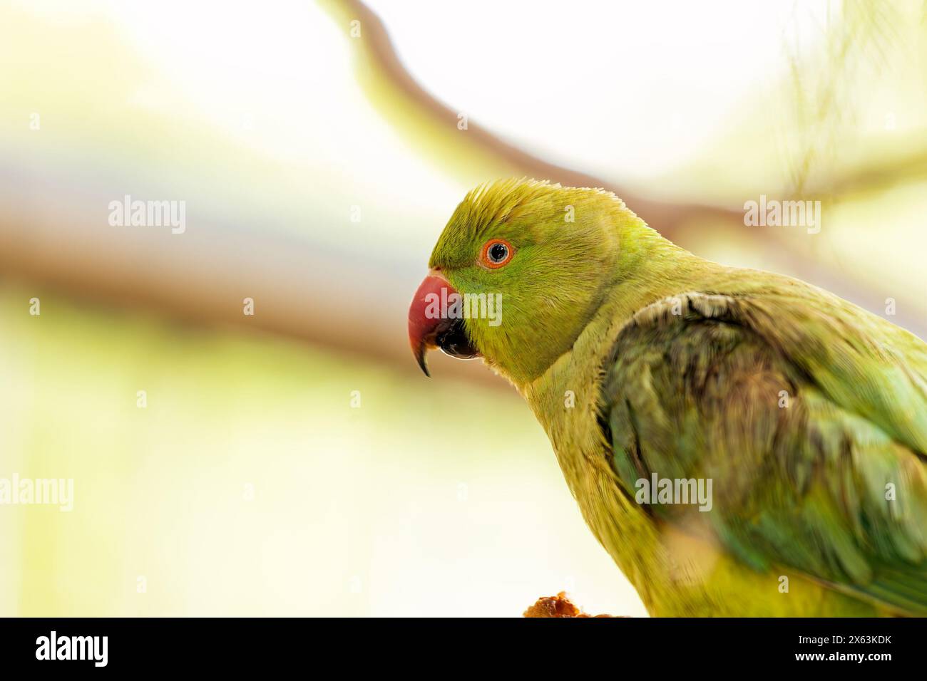 Small, green parakeet with rose-red ring around its neck. Established ...