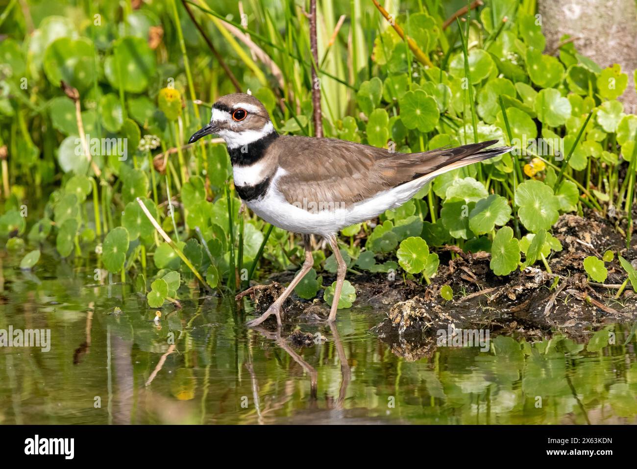 Killdeer (Charadrius vociferus) - Wakodahatchee Wetlands, Delray Beach, Florida, USA Stock Photo