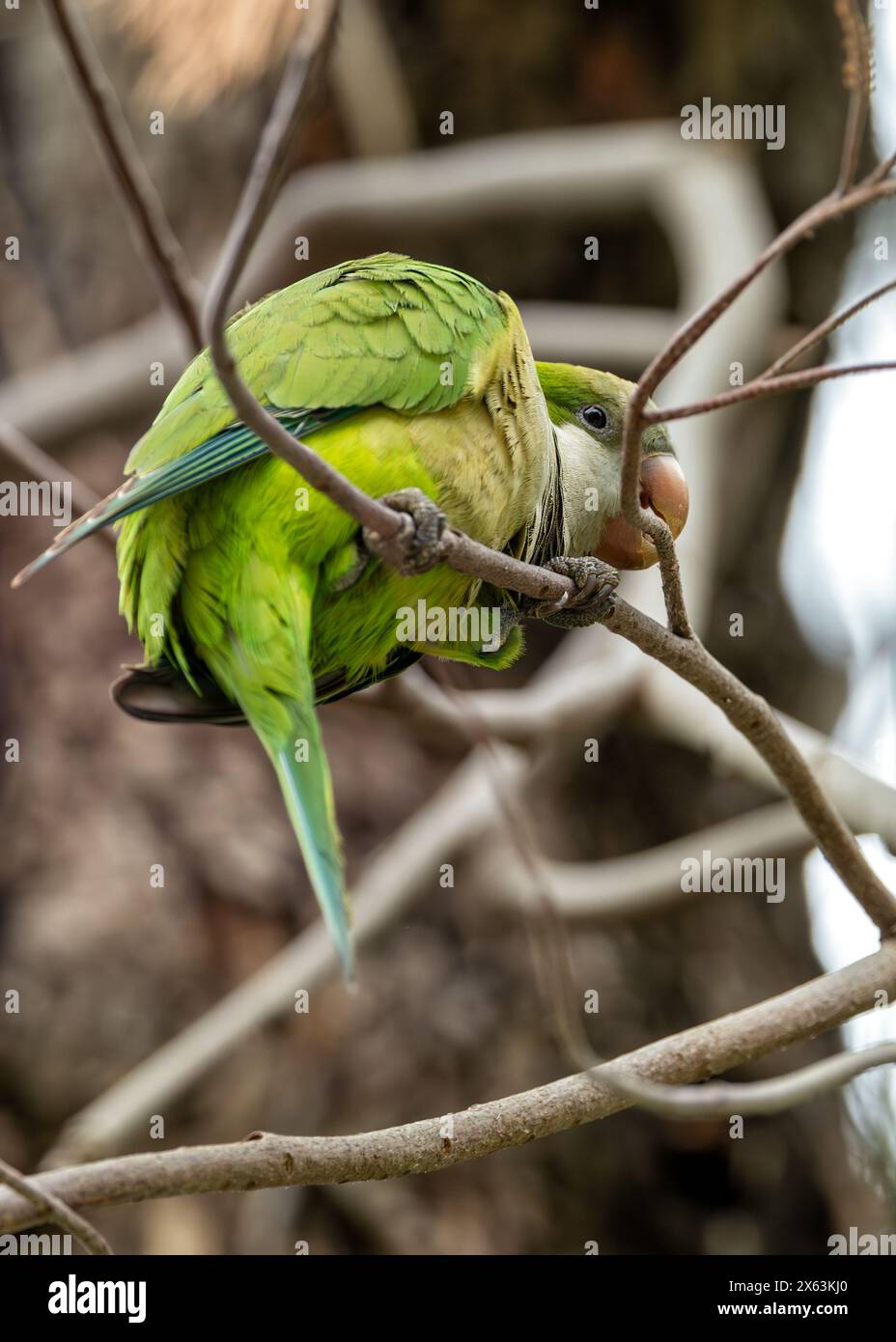 Green parakeet with grey belly & blue wing markings. Established in ...