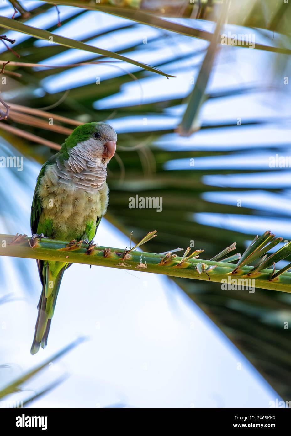 Green parakeet with grey belly & blue wing markings. Established in ...