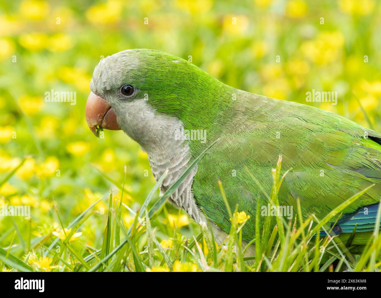 Green parakeet with grey belly & blue wing markings. Established in