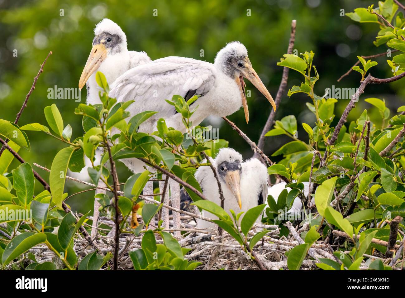 Comical wood stork (Mycteria americana) chicks on nest - Wakodahatchee Wetlands, Delray Beach, Florida, USA Stock Photo