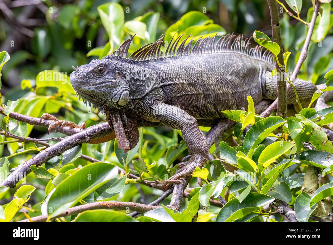 Brown iguana hi-res stock photography and images - Alamy Brown iguana hi-res stock photography and images - Alamy