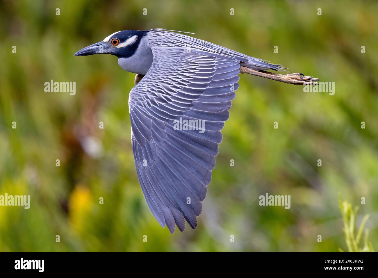 Yellow-crowned night heron (Nyctanassa violacea) in flight - Green Cay ...