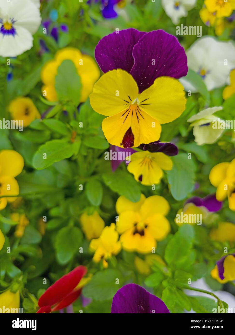 Colorful horned violets in a close-up Stock Photo