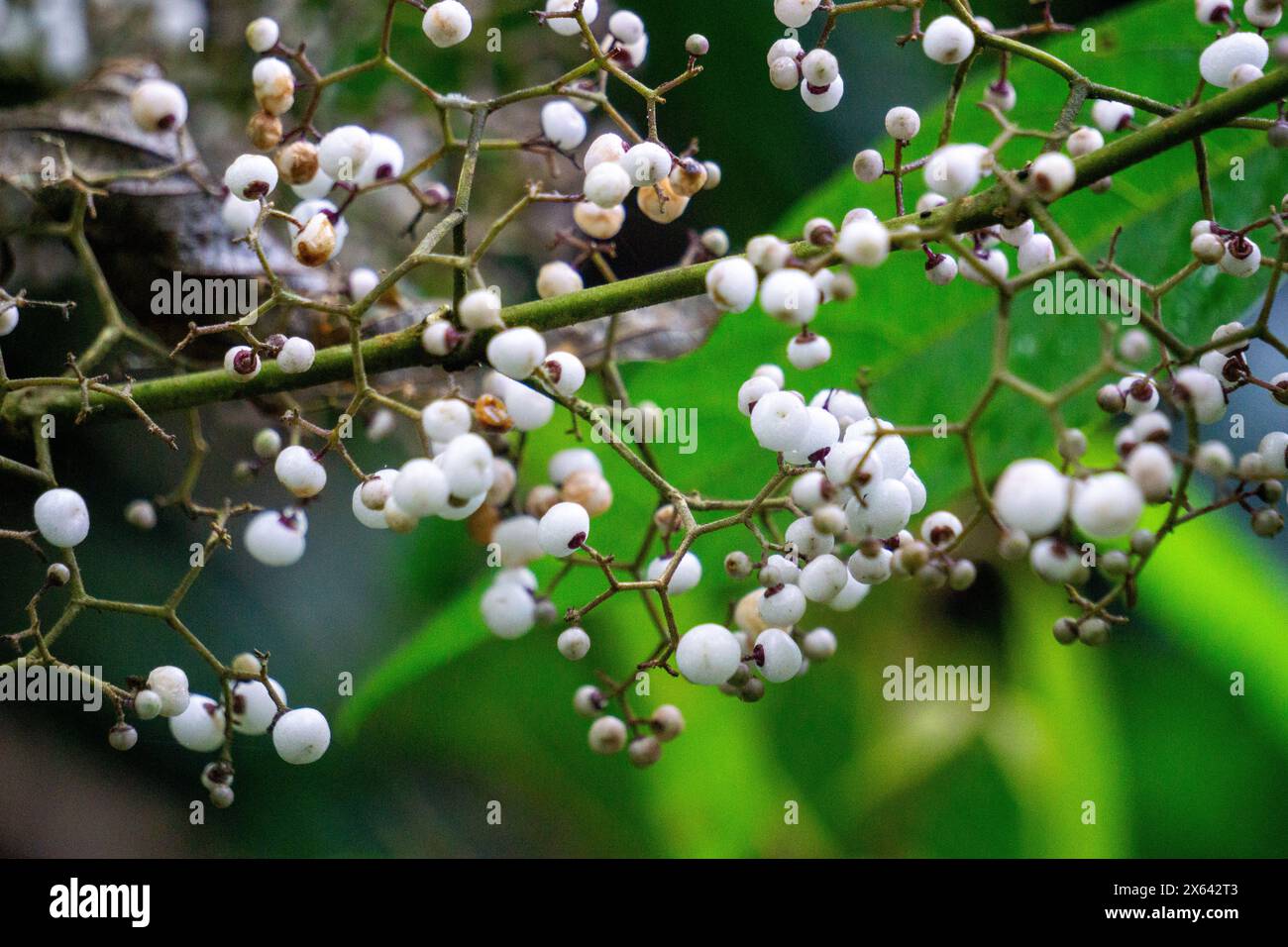 Callicarpa longifolia (Long Leaved Beauty Berry). The roots are used as an herbal medicine to treat diarrheas Stock Photo