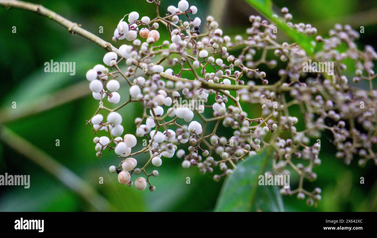 Callicarpa longifolia (Long Leaved Beauty Berry). The roots are used as an herbal medicine to treat diarrheas Stock Photo