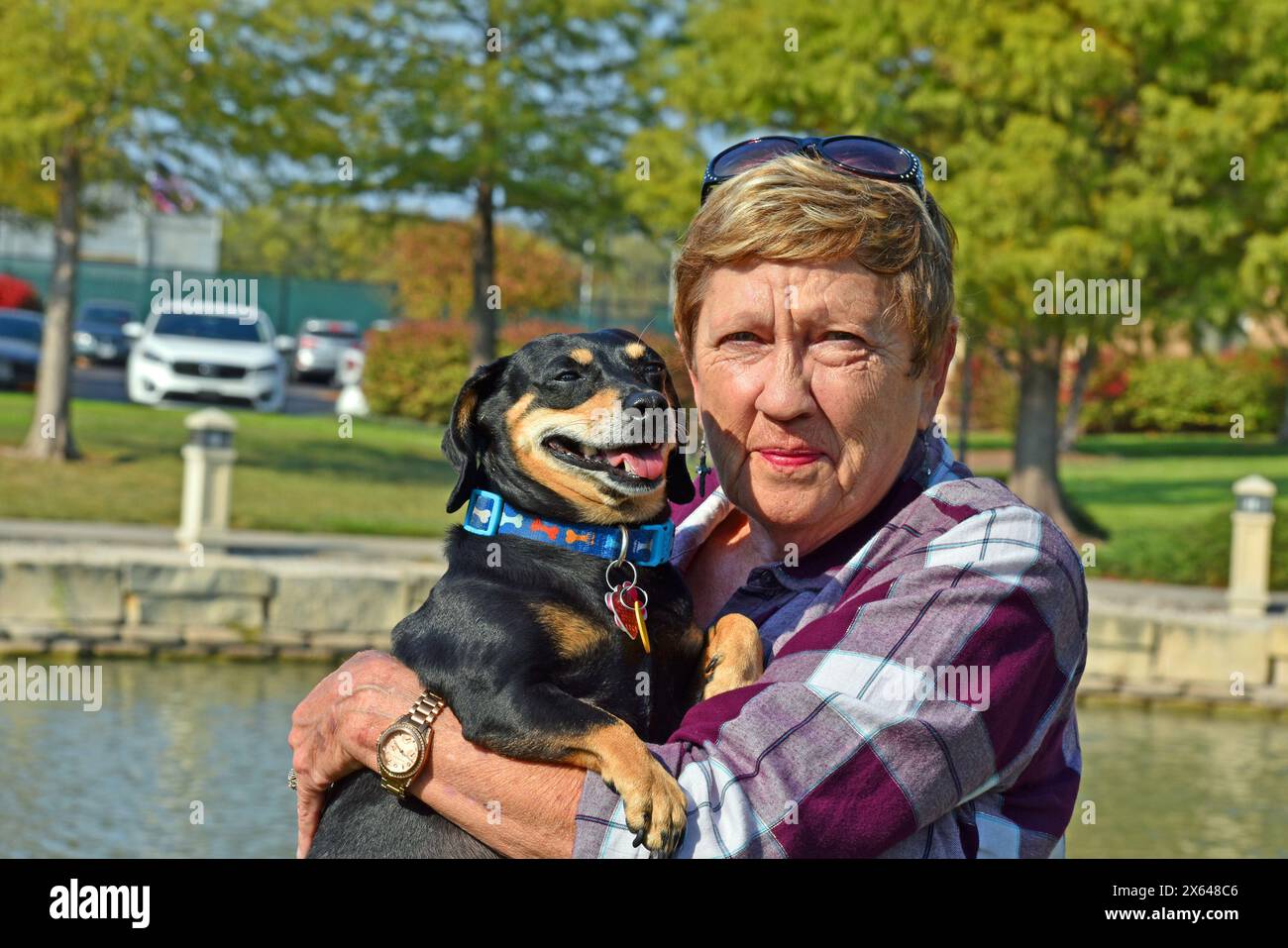 My moms Pet dachshund mix  Precious Stock Photo