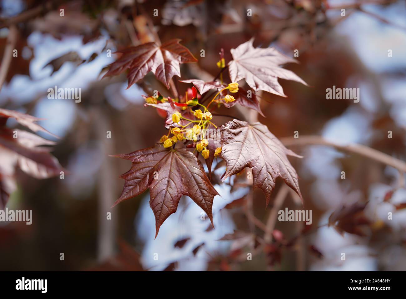Norway Maple Leaves and Flowers Stock Photo