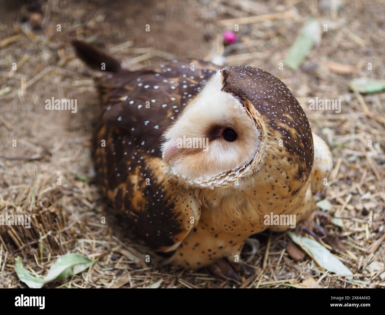 Magnificent regal Australasian Grass Owl in outstanding beauty. Stock Photo